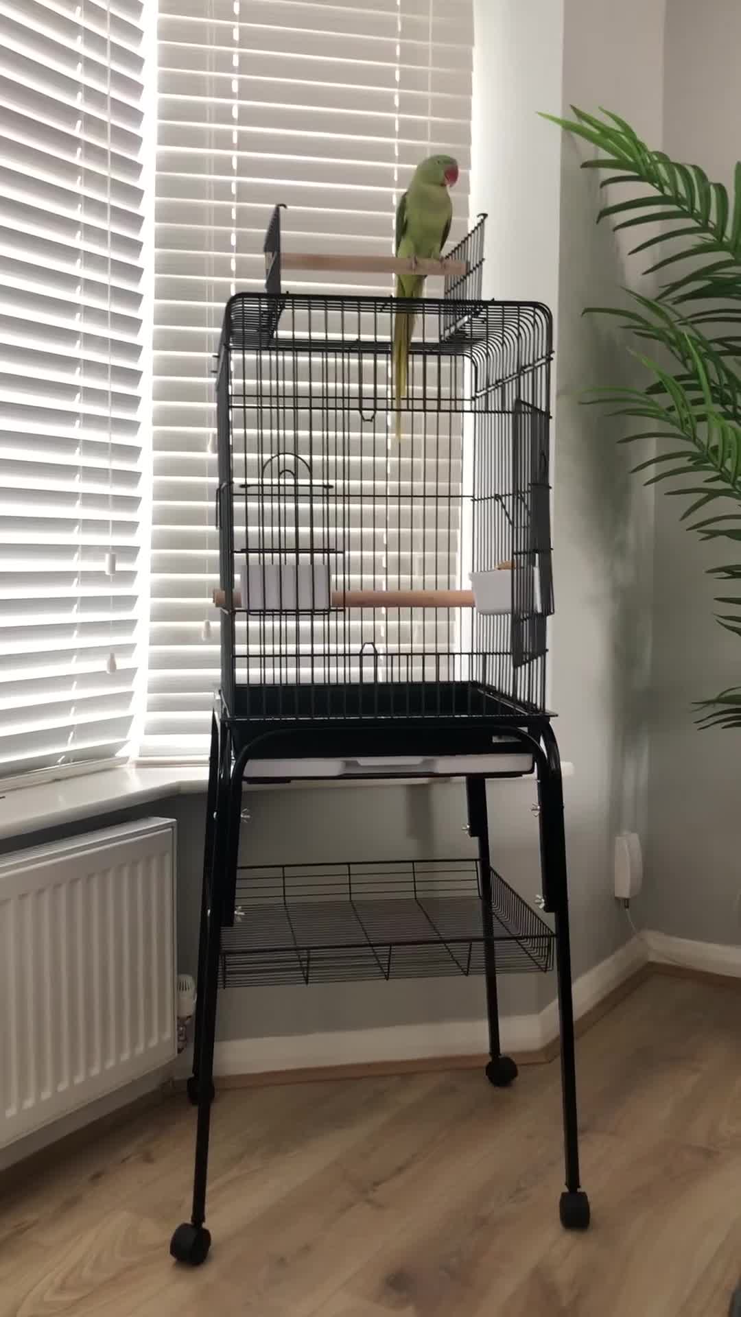 Parrots birds for sale: Beautiful hand reared alexandrine parrot for sale. - Video 1