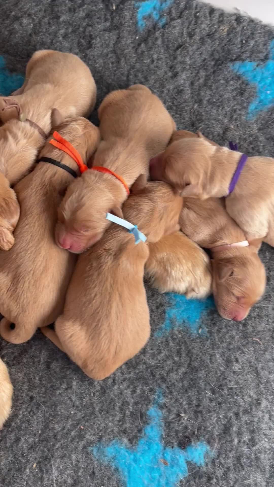 Golden Retriever dogs for sale: KC golden retriever puppies - Video 1