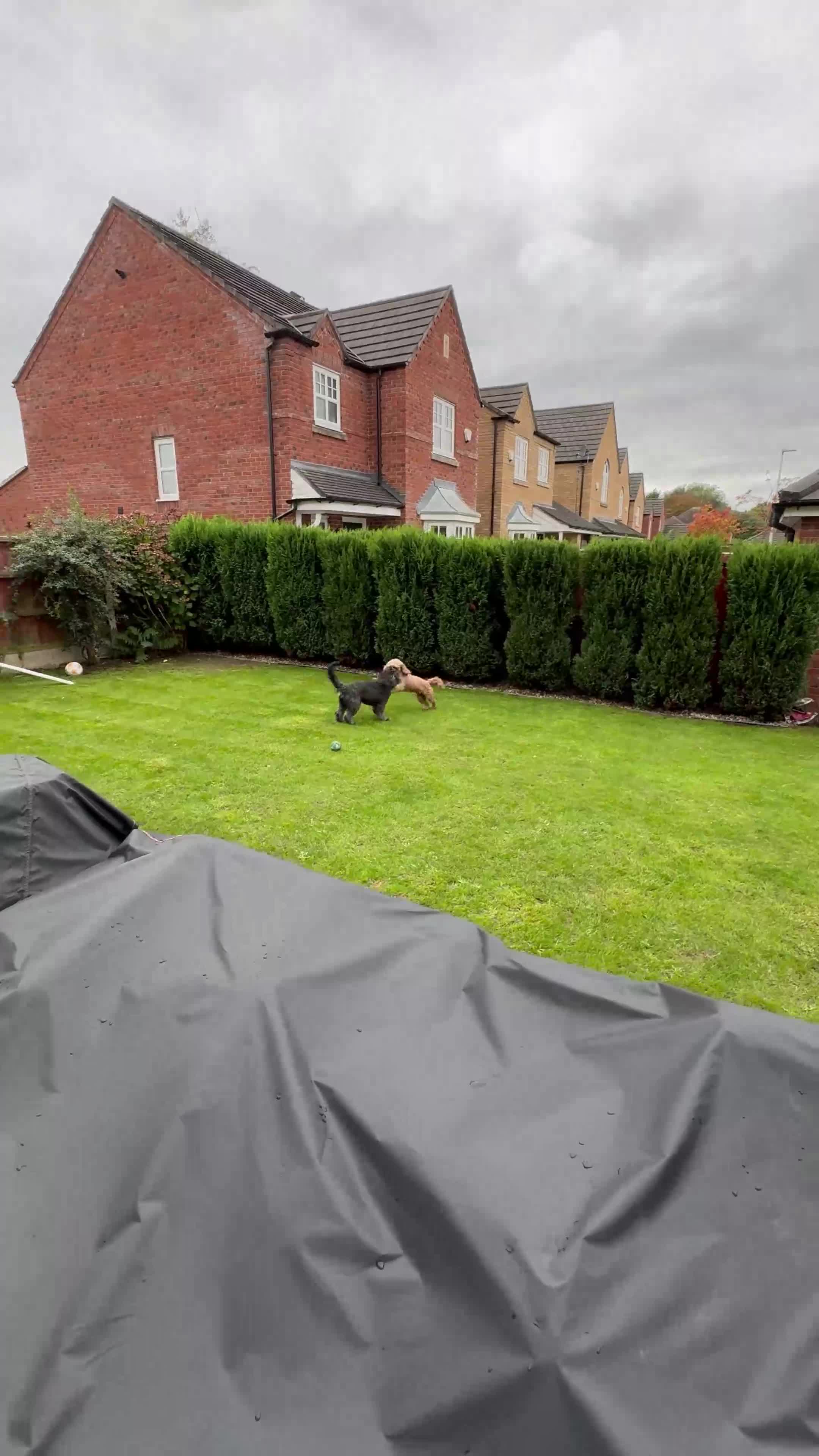 Cockapoo dogs for stud: 🐾 Proven Cockapoo Stud – Max 🐾 £125.00 - WA1  - Video 1