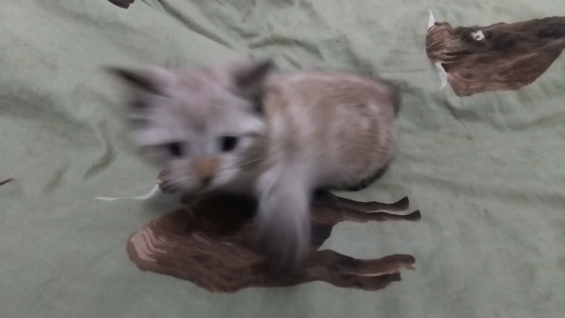 British Shorthair cats for sale: x1 female left  - Video 1