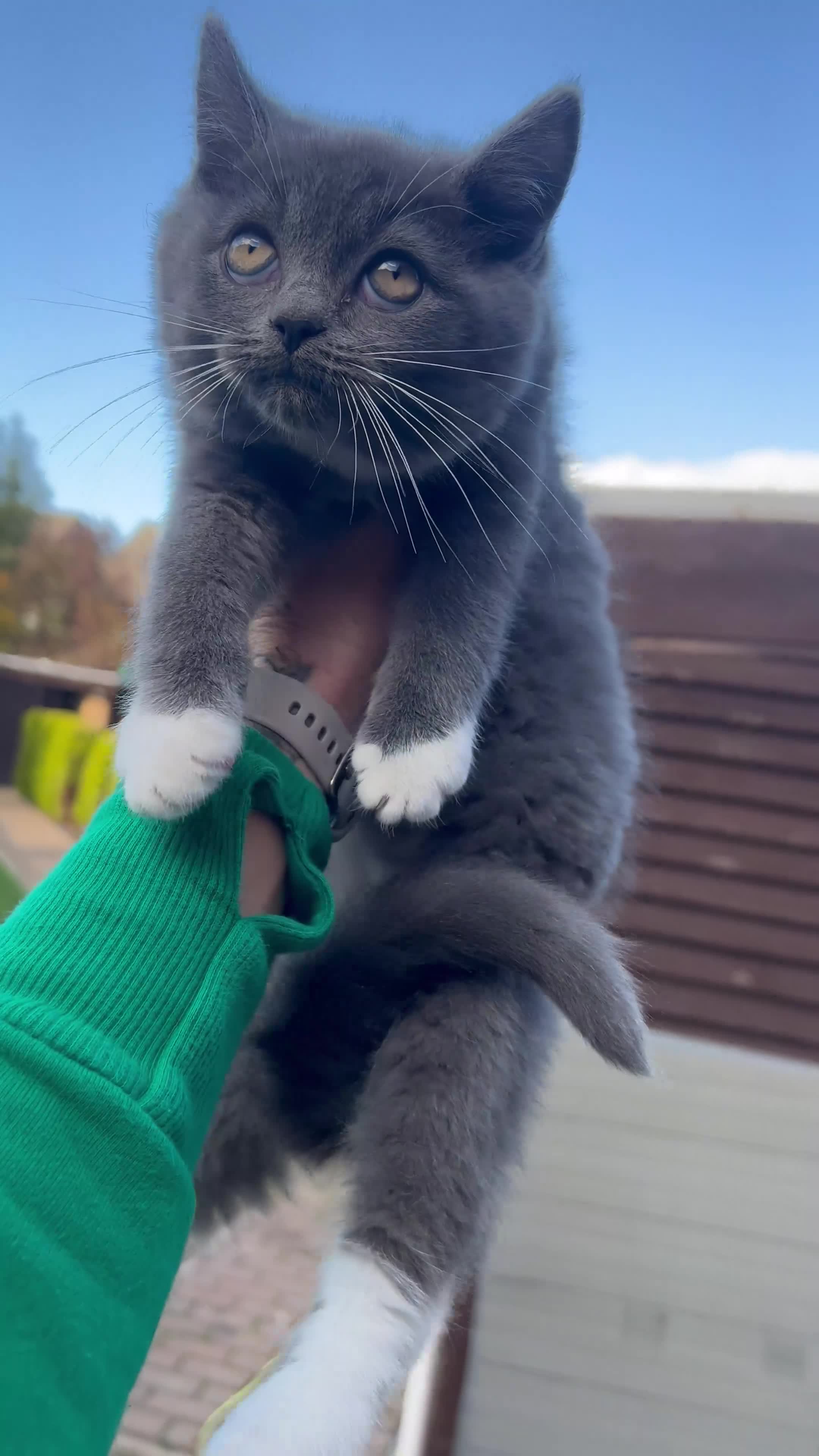 Ragdoll cats for sale: 😍Ragdoll&British Shorthair Mix😍 - Video 2