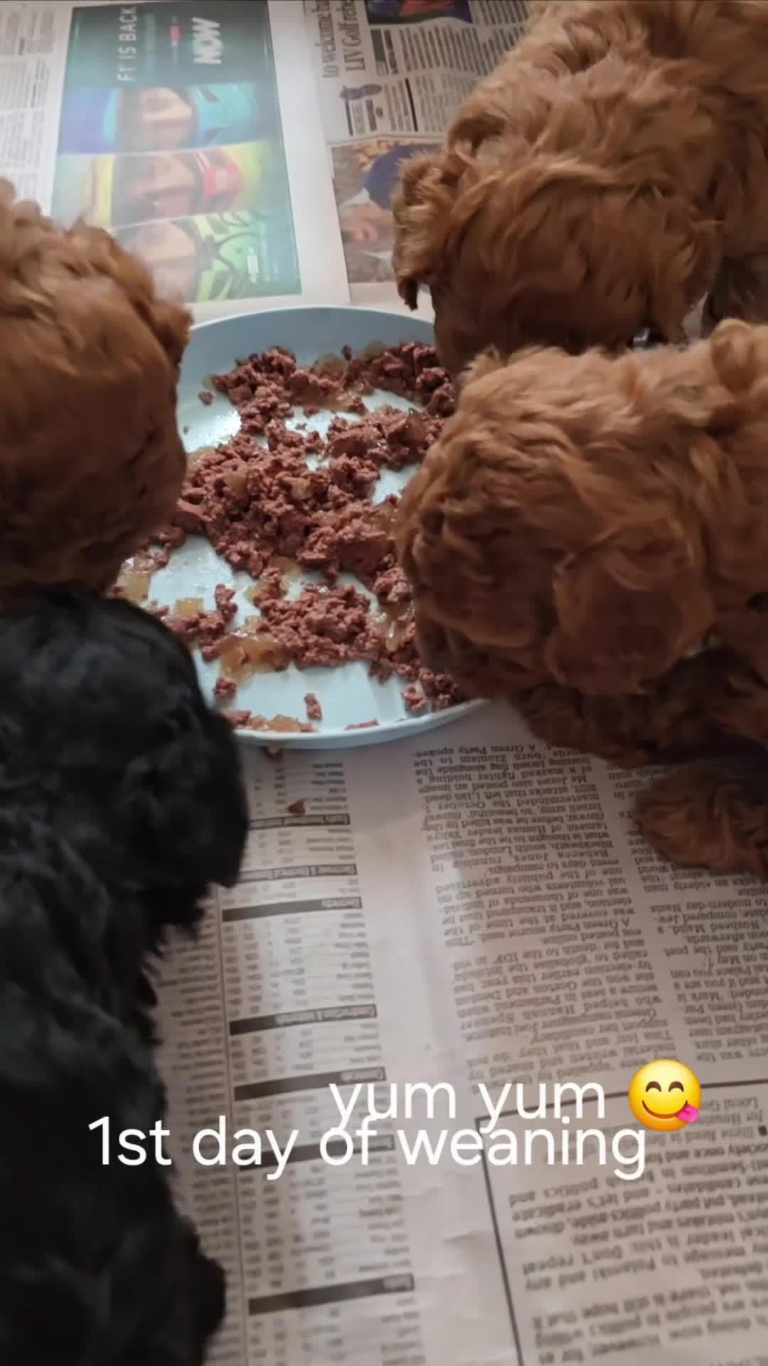 Toy Poodle dogs for sale: 4 Beautiful toy poddles - Video 1