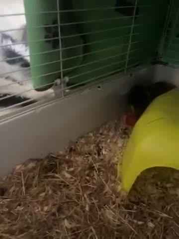 Guinea Pig rodents for sale: 2 year old Male Guinea Pig in Nottingham - Video 1