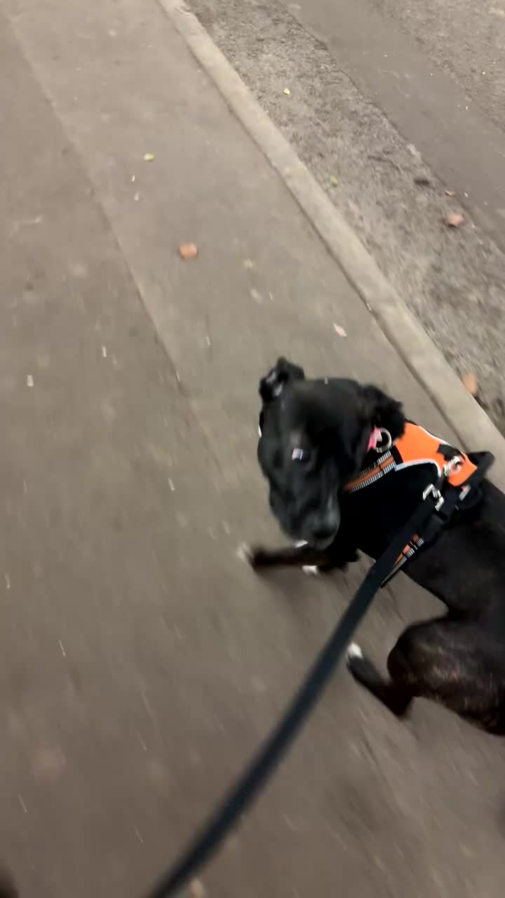 Mixed Breed dogs for sale: 10month old StaffyxHusky  in Basingstoke - Video 1