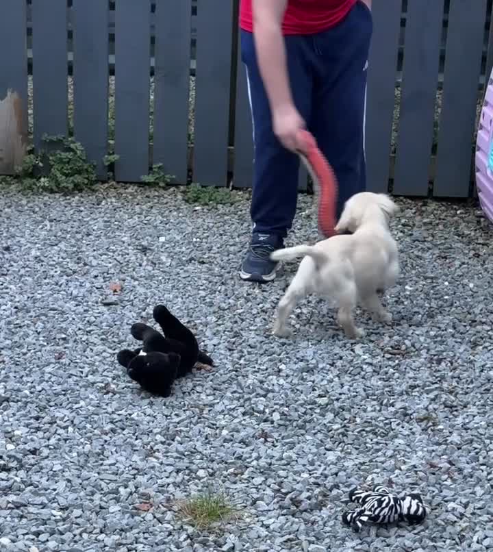 Golden Retriever dogs for sale: Last golden retriever male puppy for sale  - Video 1