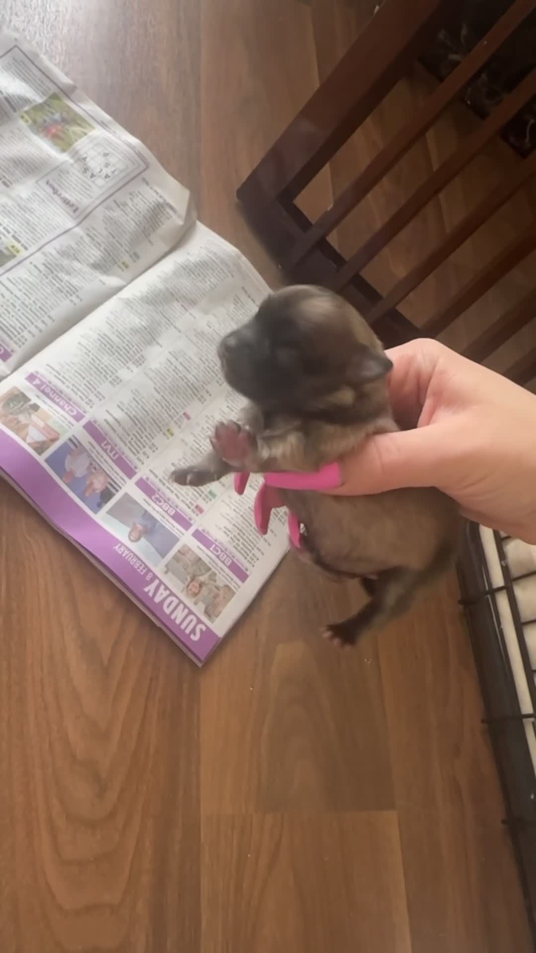 Pomeranian dogs for sale: Two beautiful pom puppies  - Video 2