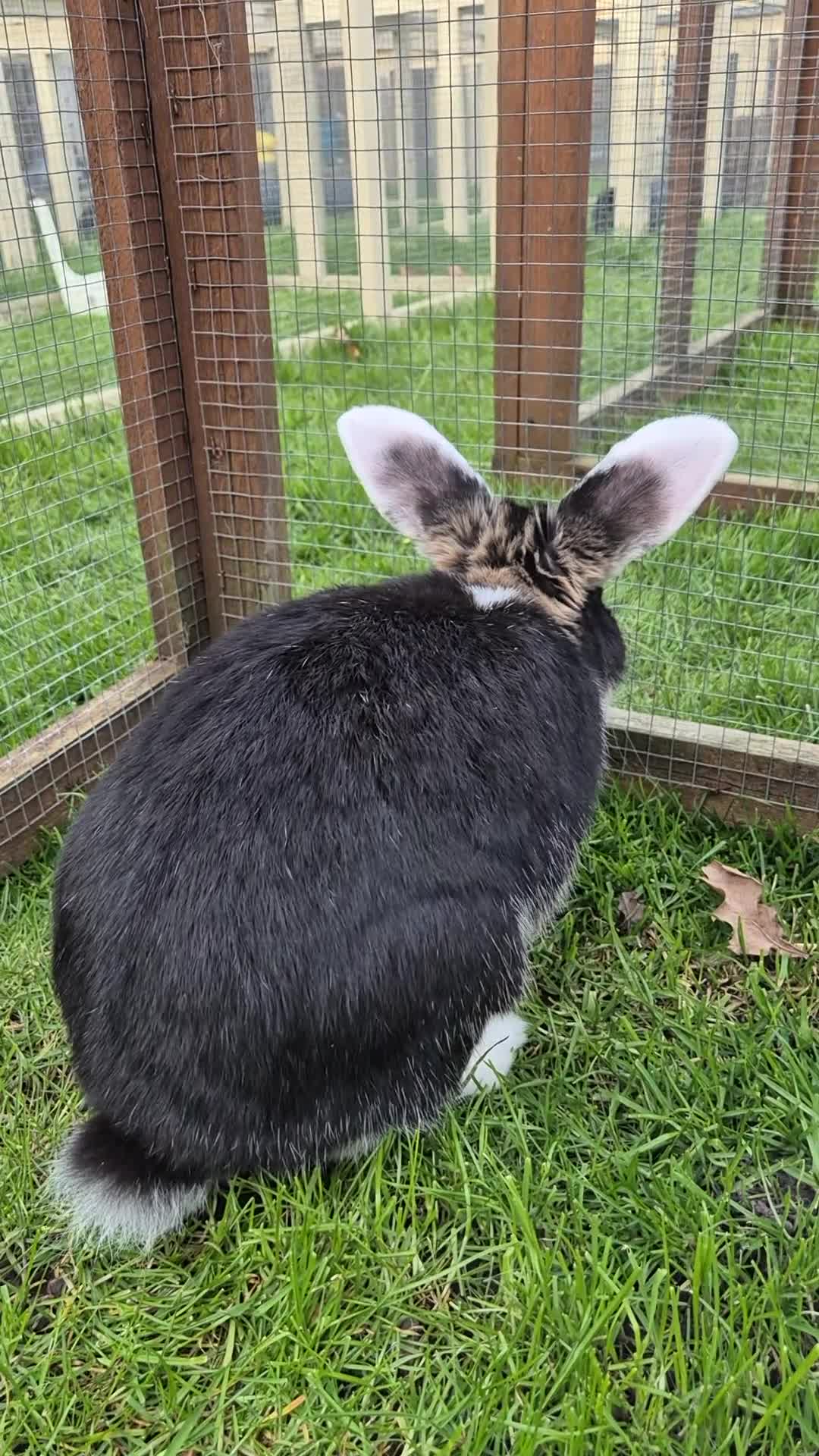 Mixed Breed rabbits for sale: Zorro, castrated and vaccinated  - Video 1