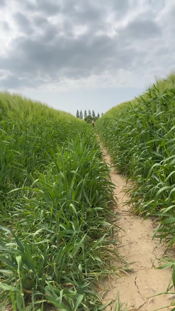 Labradoodle dogs for stud: F1 Labradoodle For Stud. in Reading - Video 1