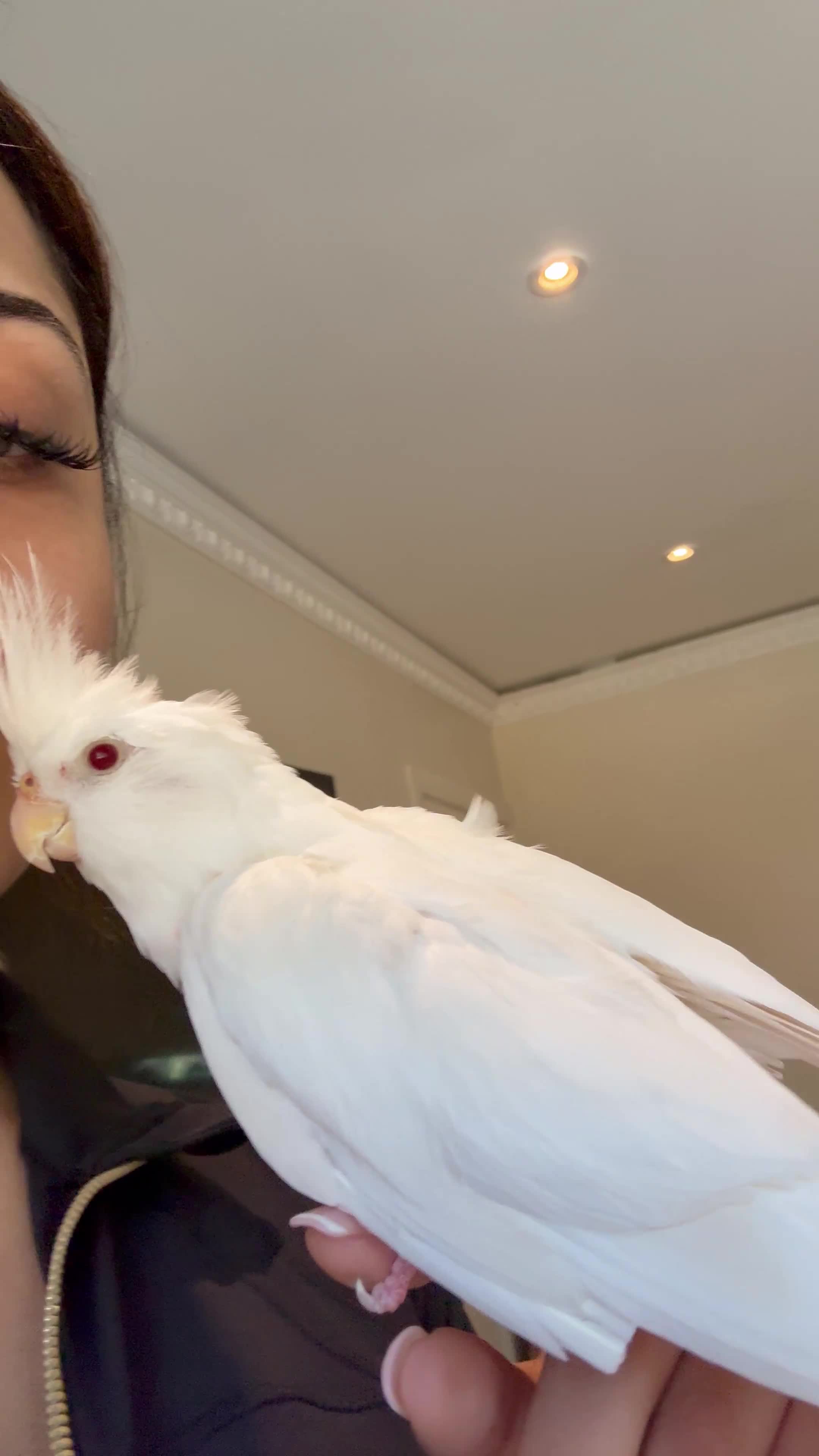 Cockatiels birds for sale: Albert the albino-13weeks white Cockateil-Handtame - Video 3
