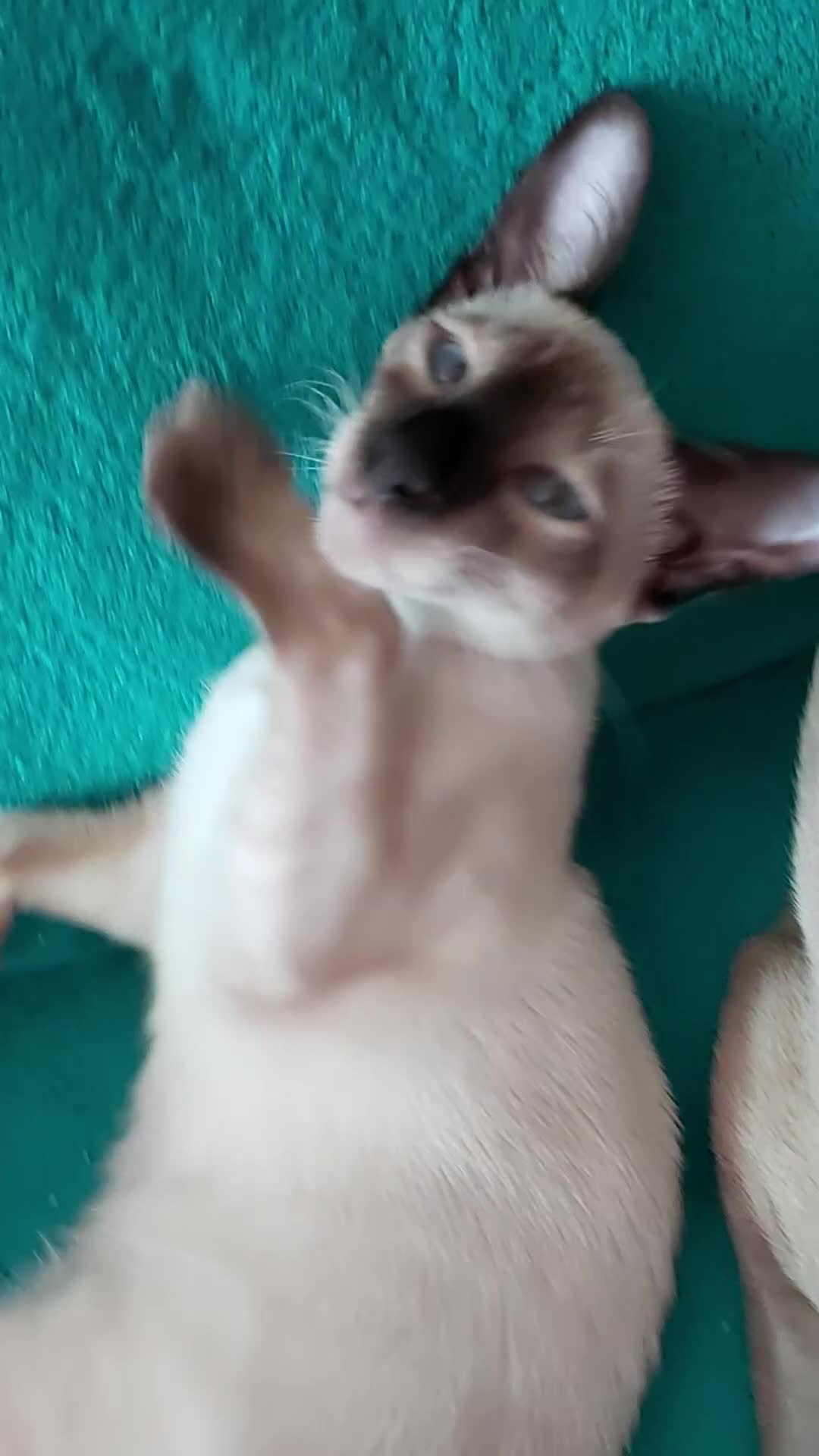 Oriental cats for sale: Full Pedigree Oriental 1 Kitten XL size ears GCCF in Biggleswade - Video 5