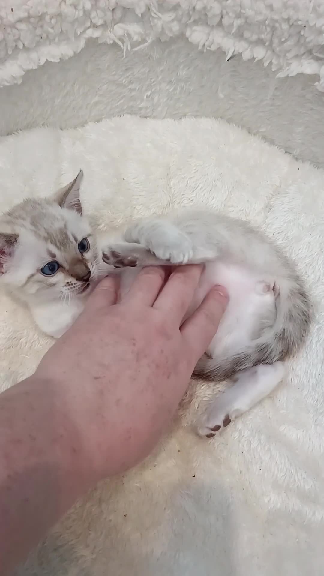 Bengal cats for sale: G6 Pure Tica RG Bengal - Video 3