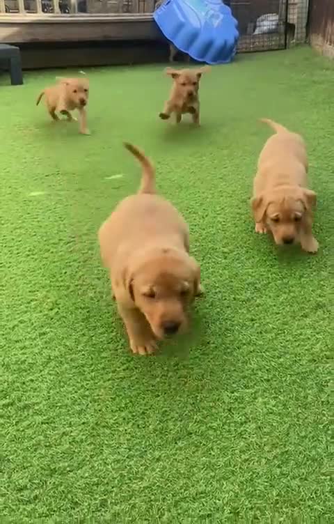 Labrador Retriever dogs for sale: Labrador Retriever Fox Red KC Registered  - Video 2