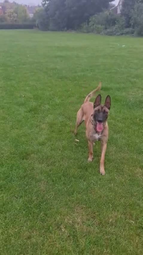 Belgian Shepherd Dog dogs for sale: Belgium Malabar puppy in London - Video 1