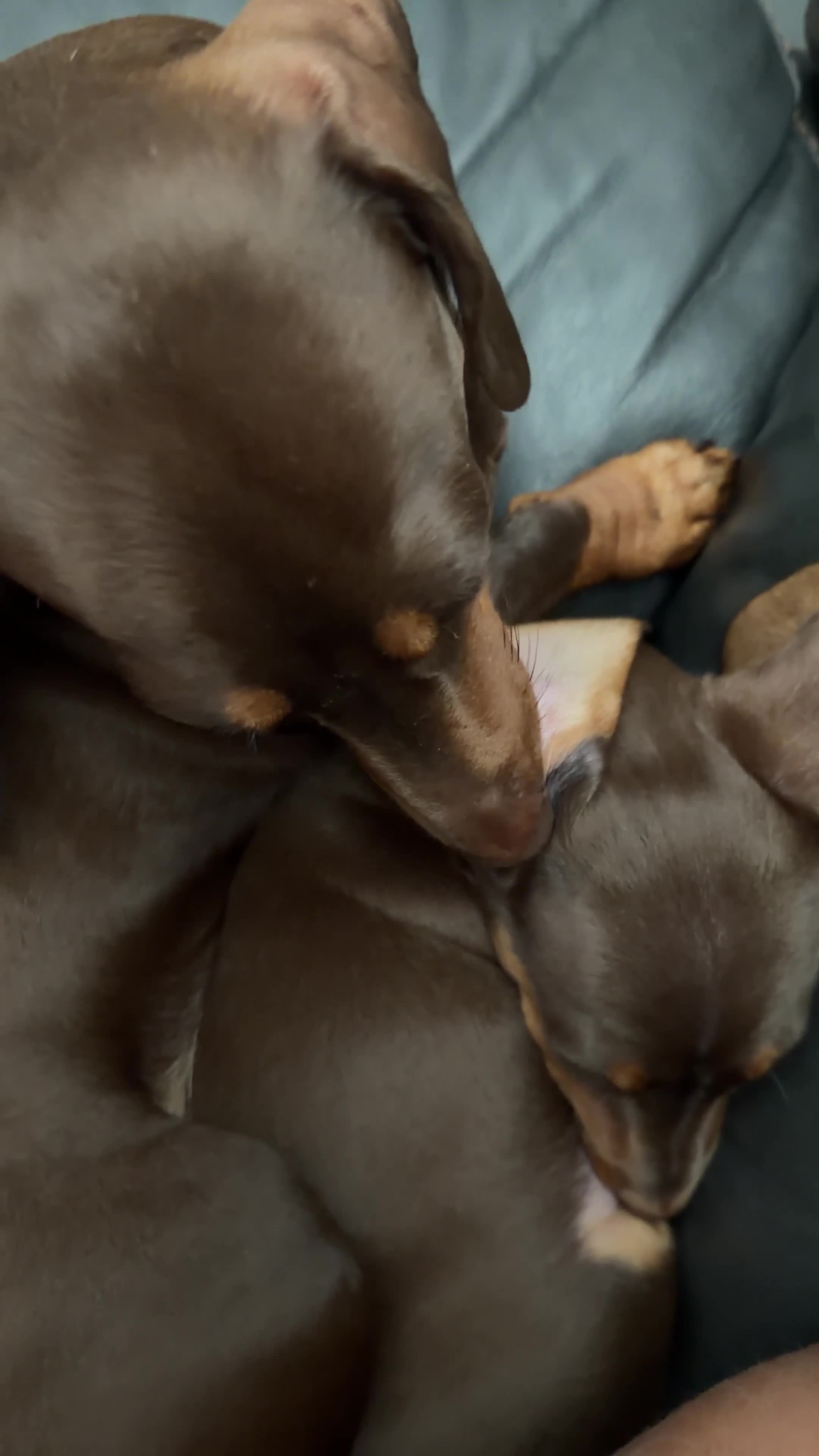 Miniature Dachshund dogs for sale: 🐾 Just One Beautiful Puppy Left! 🐾 - Video 1