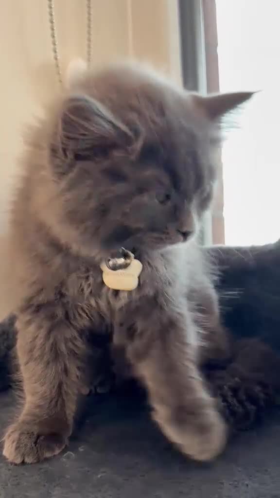 British Shorthair cats for sale: British Short Hair&Scottish Fold Straight - Video 1