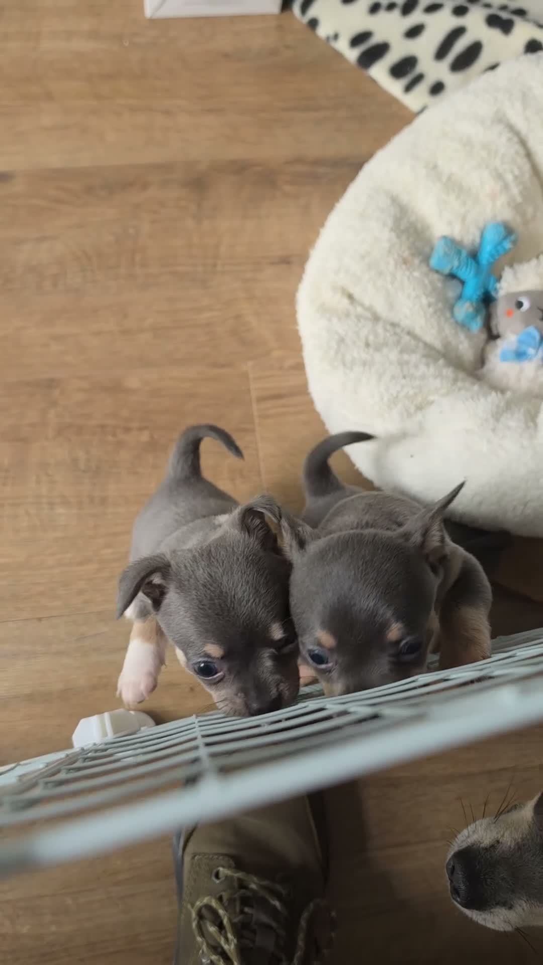 Chihuahua dogs for sale: Chihuahua Blue Tri. 1 Boy 1 Girl   - Video 3