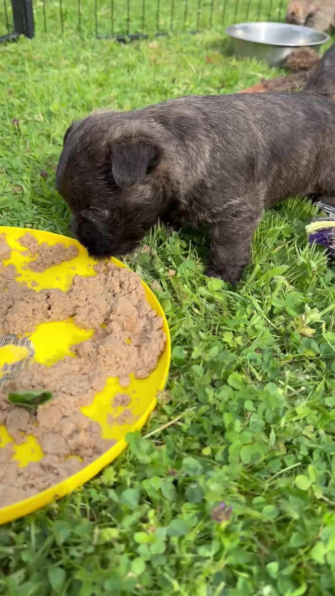 Cairn Terrier dogs for sale: Beautiful KC Reg Cairn Terrier Puppies 🐾  - Video 1