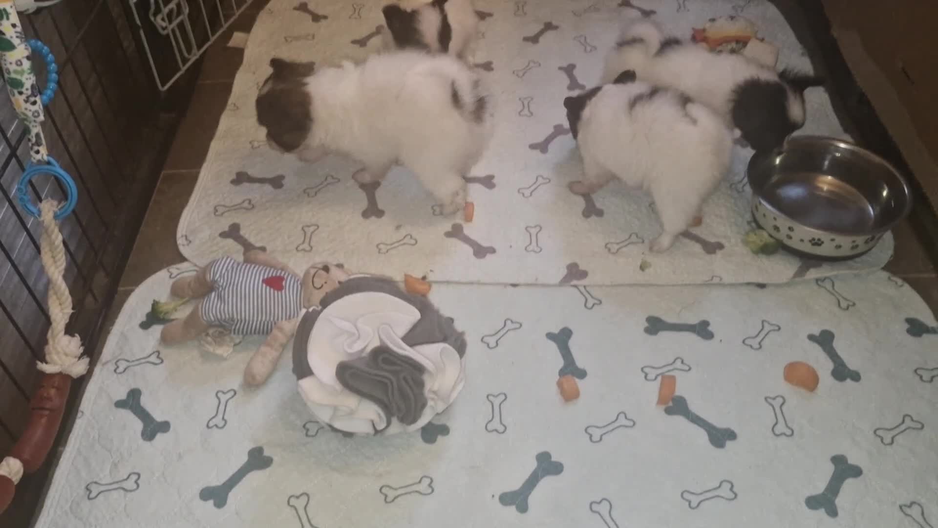 Papillon dogs for sale: KC Papillon. DNA health tested.  - Video 1