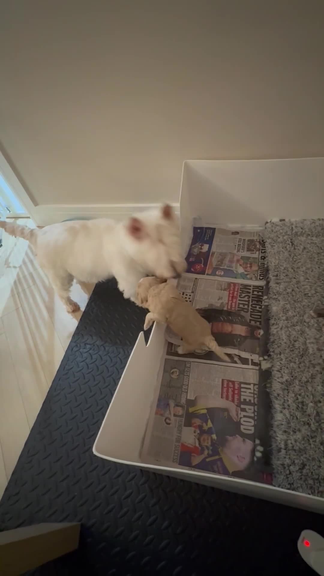 Cockapoo dogs for sale: Beautiful little of 6 cockapoo puppies - Video 1