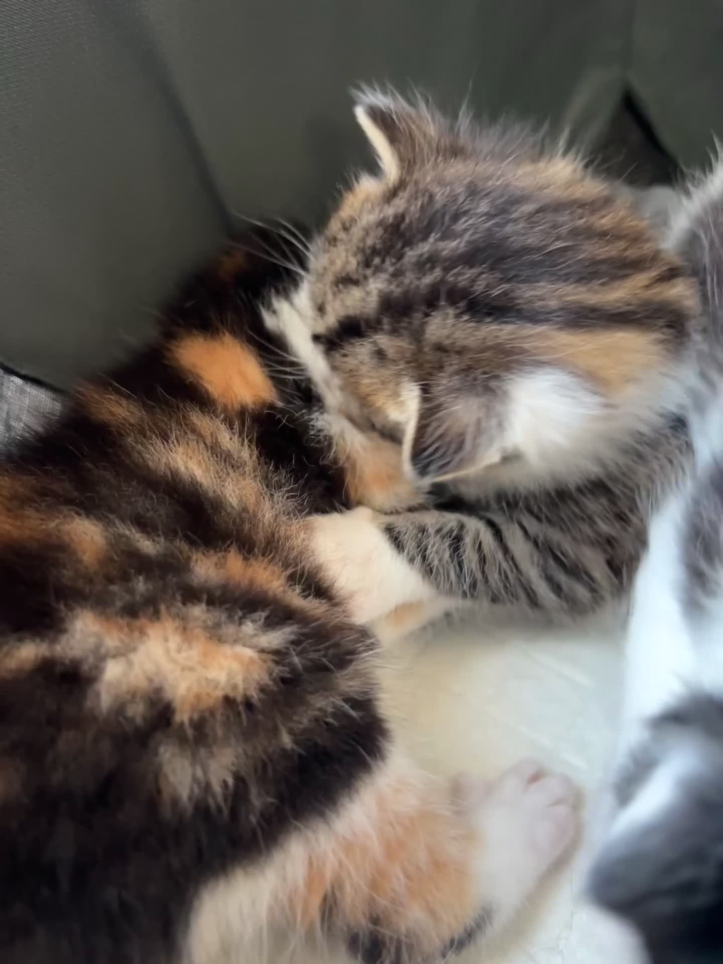 Mixed Breed cats for sale: Bengal/ mancoon mixed kittens in St. Neots - Video 1