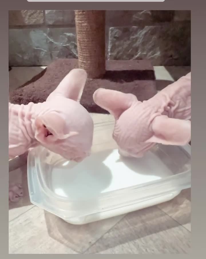 Sphynx cats for sale: Canadian Sphinx kittens  - Video 1