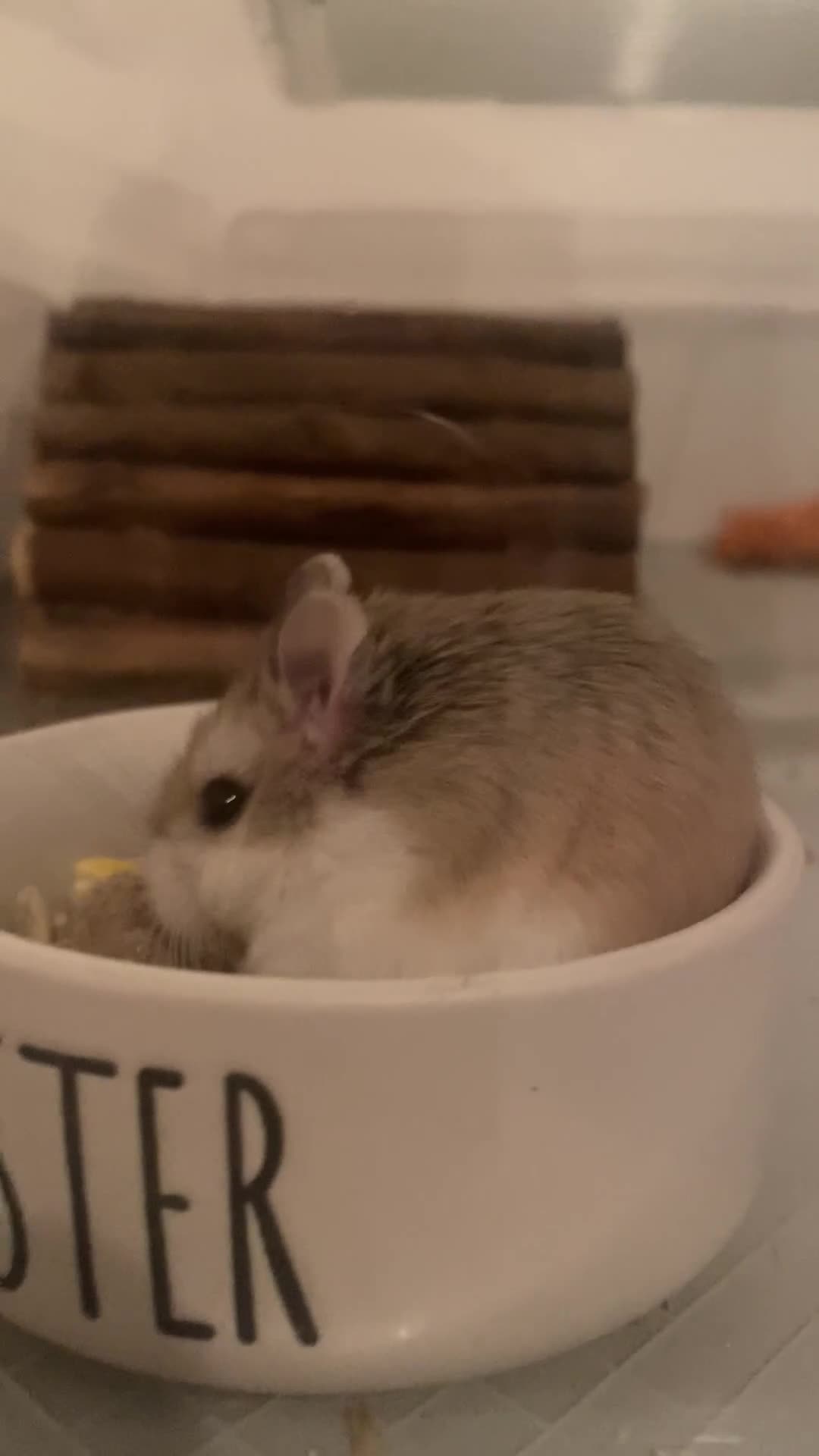 Hamster rodents for sale: Roboroski hamster - Video 1