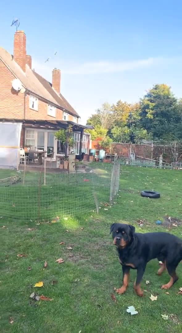 Rottweiler dogs for stud: Rottweiler Stud  in Dunstable - Video 1