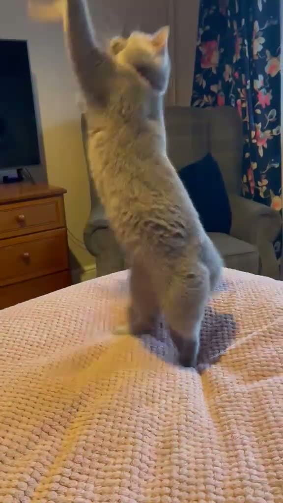 British Shorthair cats for sale: British shorthair Lilac  - Video 1