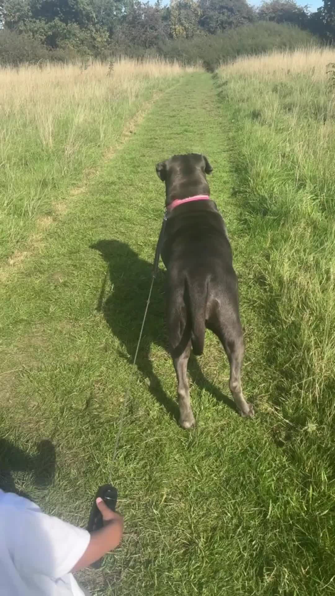 Cane Corso dogs for sale: Female Cane Corso - Video 1