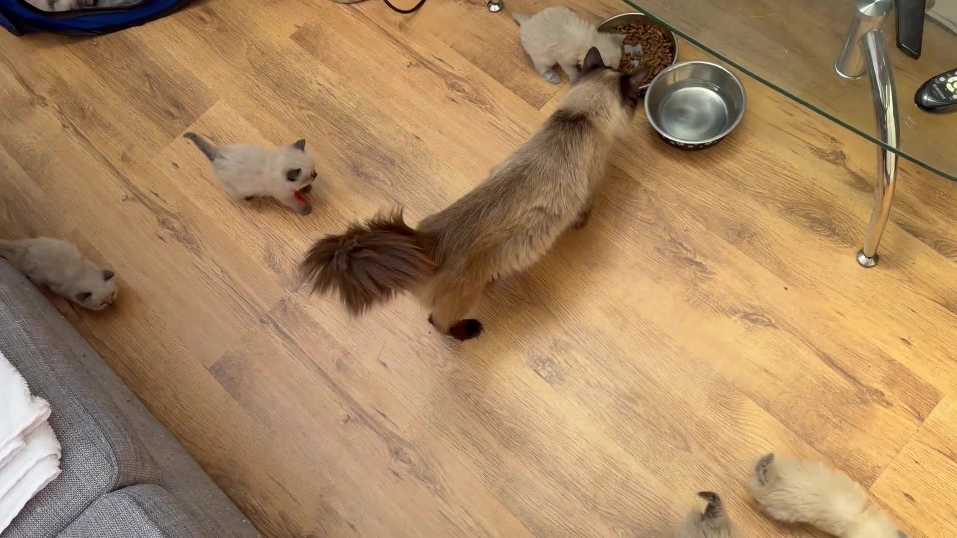 Ragdoll cats for sale: Beautiful balls of fluff  - Video 1