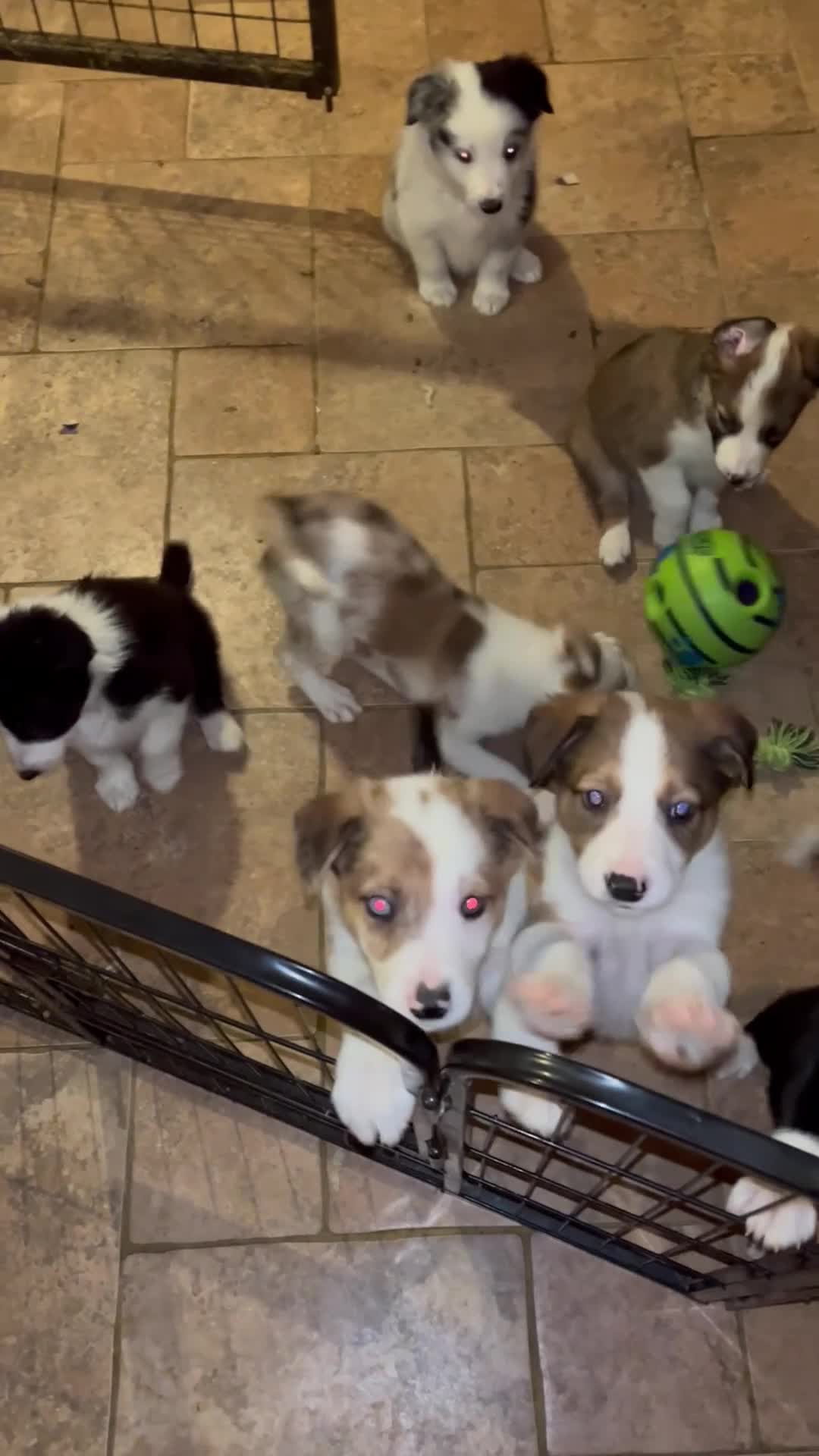 Border Collie dogs for sale: Border  collie pups. Mixed colours. - Video 1