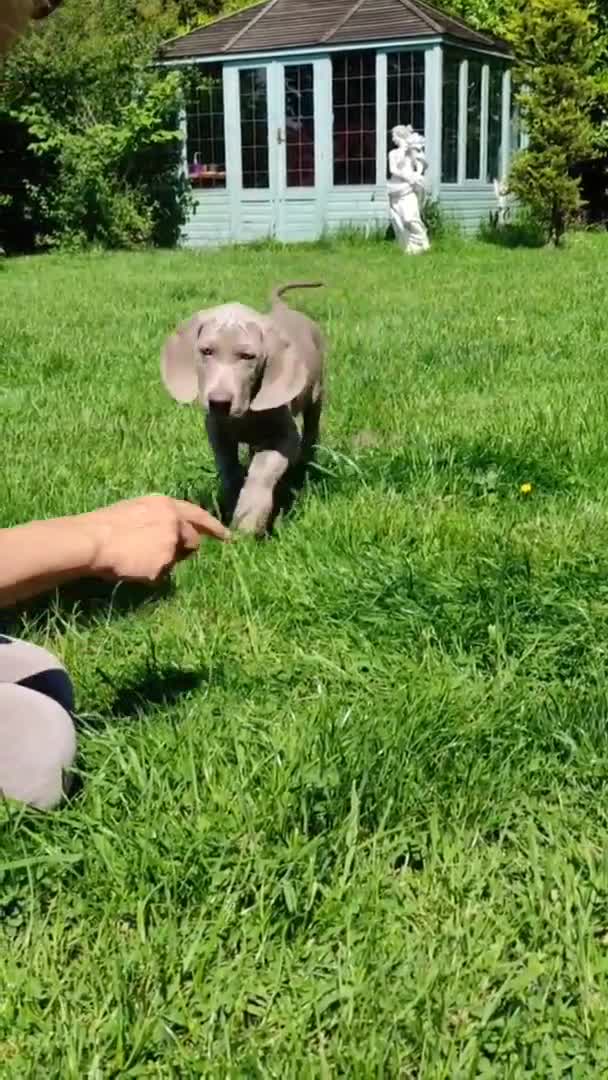 Weimaraner dogs for stud: 🌟Superb🌟Proven🌟Hip Scored🌟KC in Woodbridge - Video 1