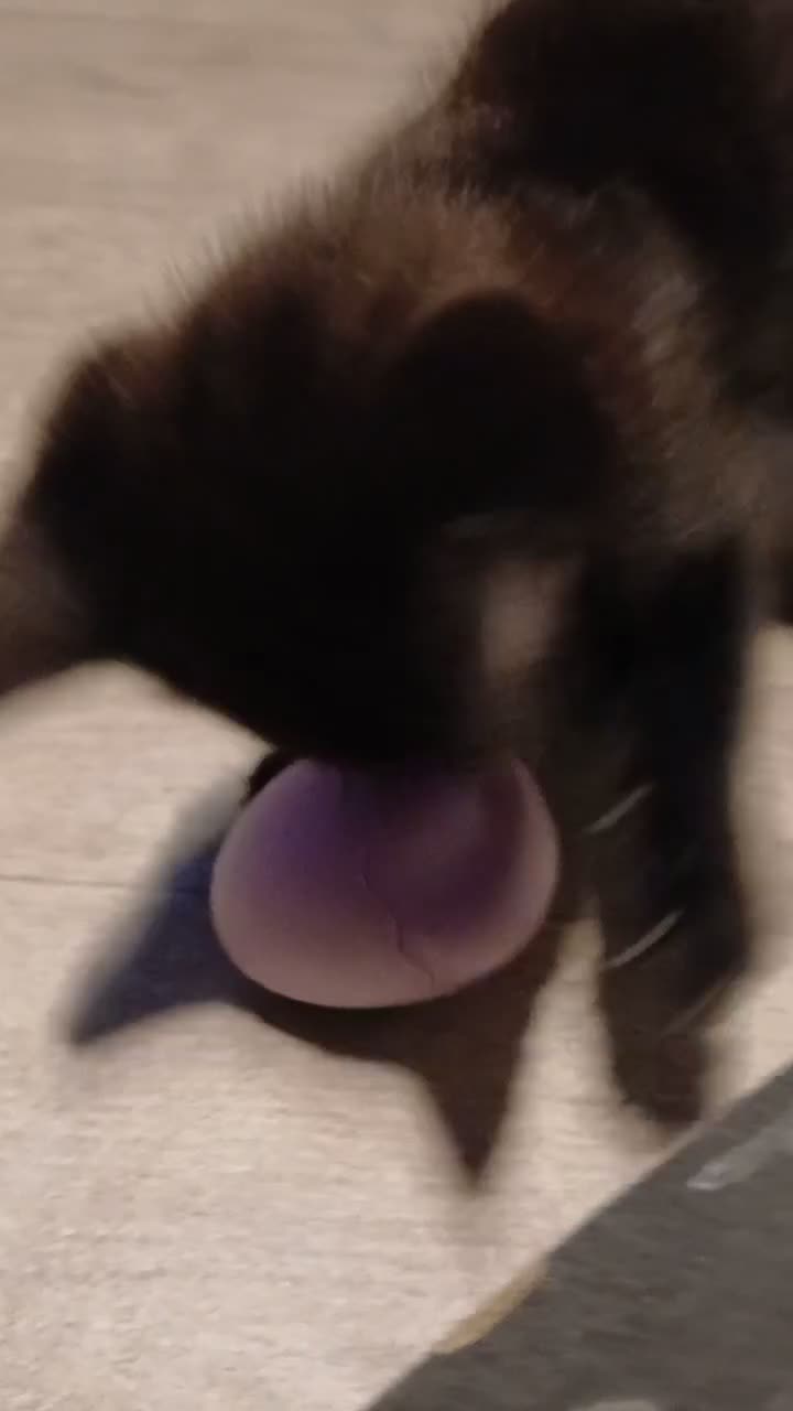 Mixed Breed cats for sale: Black and white kittens  - Video 1