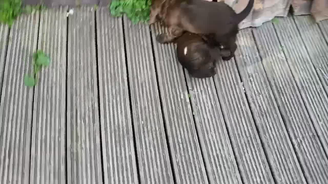 Sprocker dogs for sale: Sproker spaniel pups  - Video 4