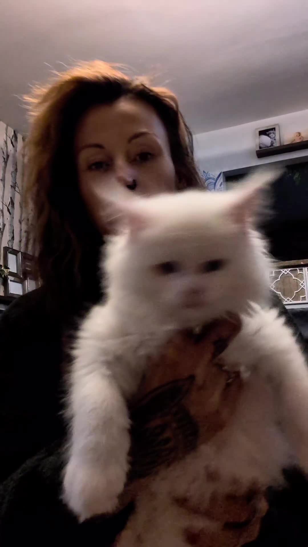 Maine Coon cats for sale: Pedigree Cute Mainecoon Kittens TICA Registered  - Video 2