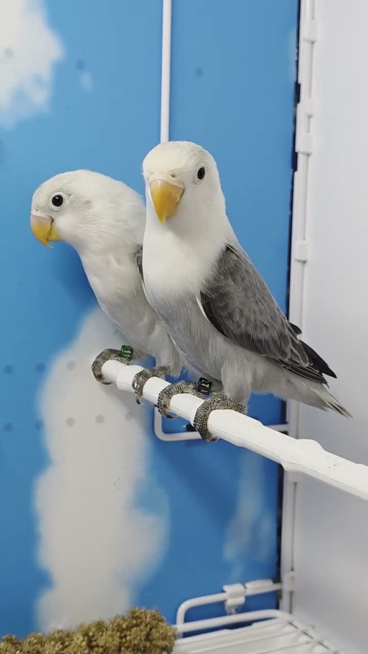 Lovebirds birds for sale: Lovebird Pairs with DNA.Can bring to Stafford Show - Video 1
