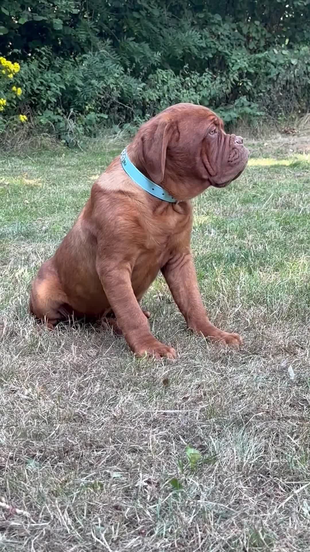 Dogue De Bordeaux dogs for sale: Amazing show quality puppies available ! - Video 4