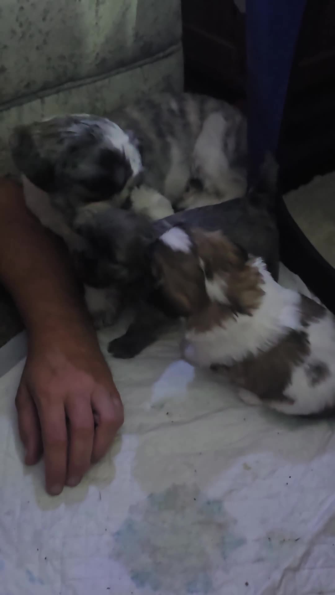 Shorkie dogs for sale: Shorkie puppies - Video 1
