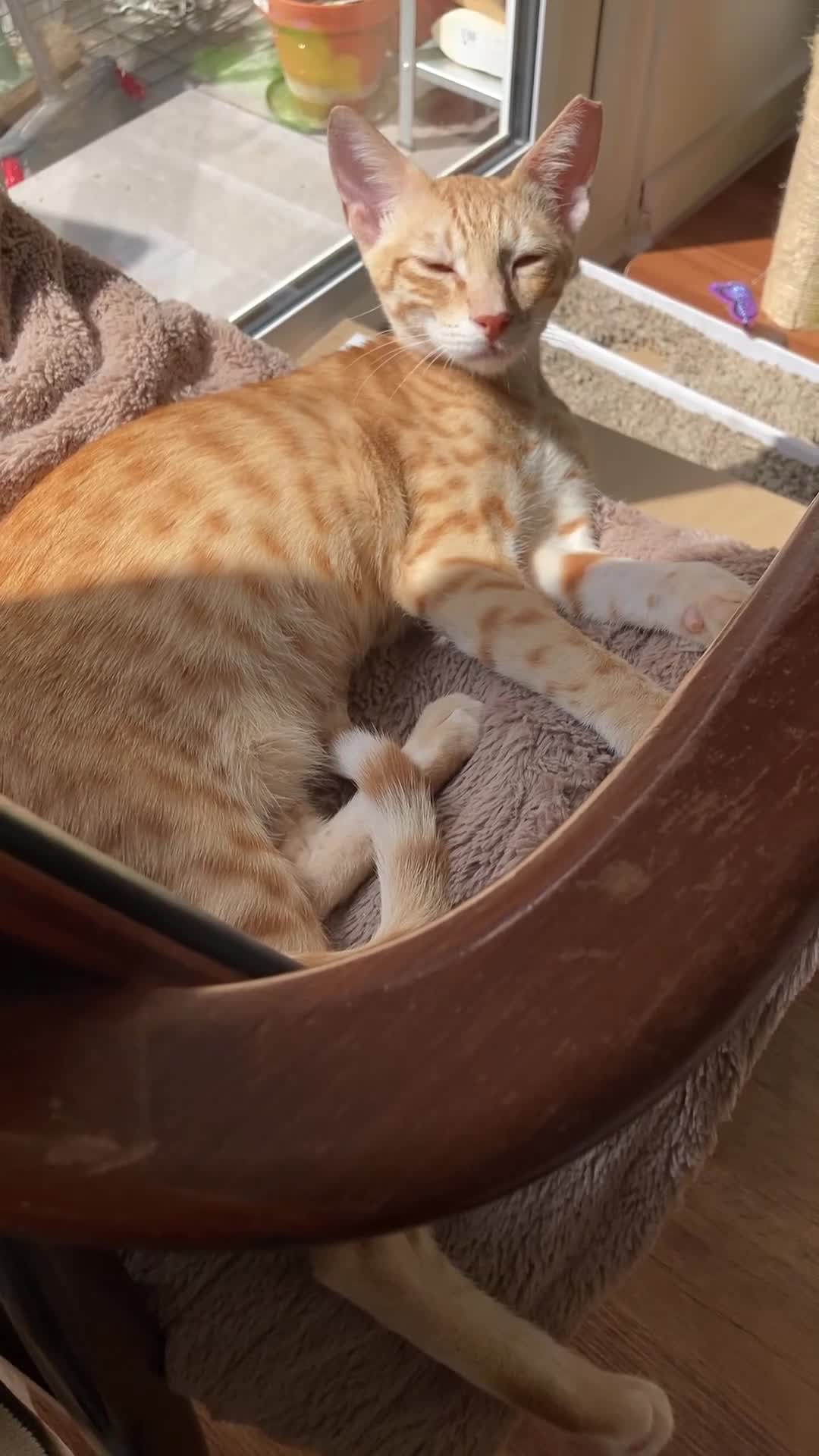 Mixed Breed cats for sale: Chatty ginger spotted playful kitten - Video 1
