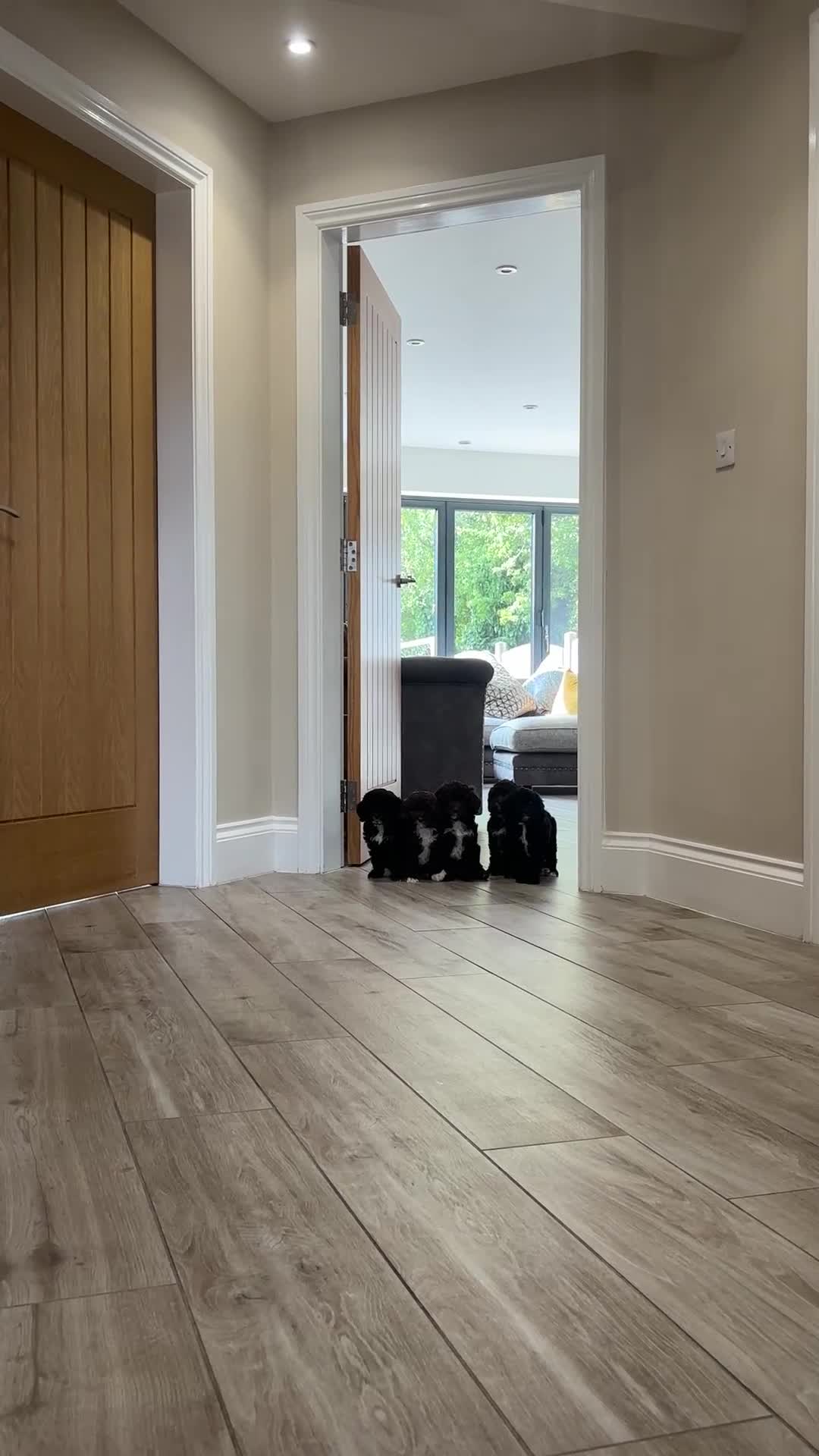 Cavapoo dogs for sale: F1 Cavapoo pups. Beautiful litter of five bitches. - Video 1