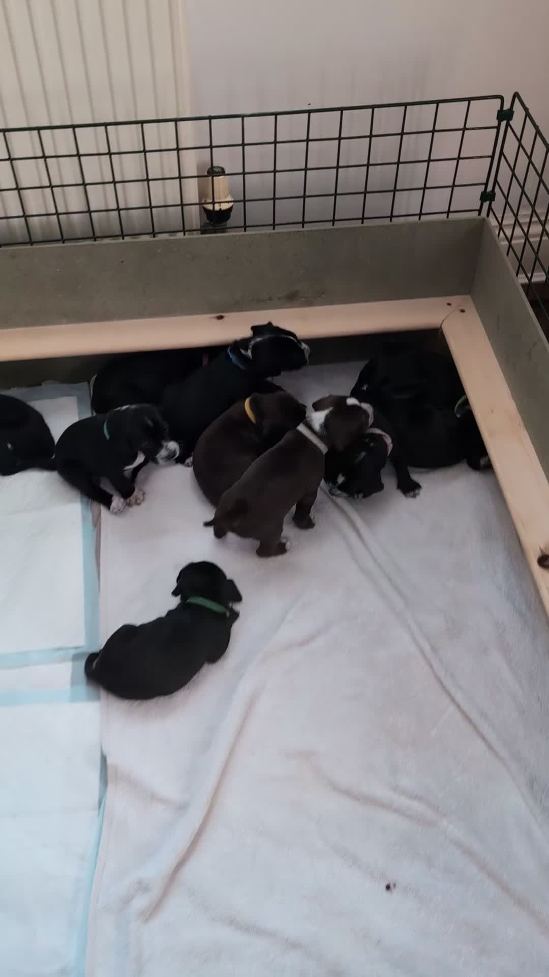 Mixed Breed dogs for sale: Only 2 Beautiful male Cockermatians left!!!! - Video 2