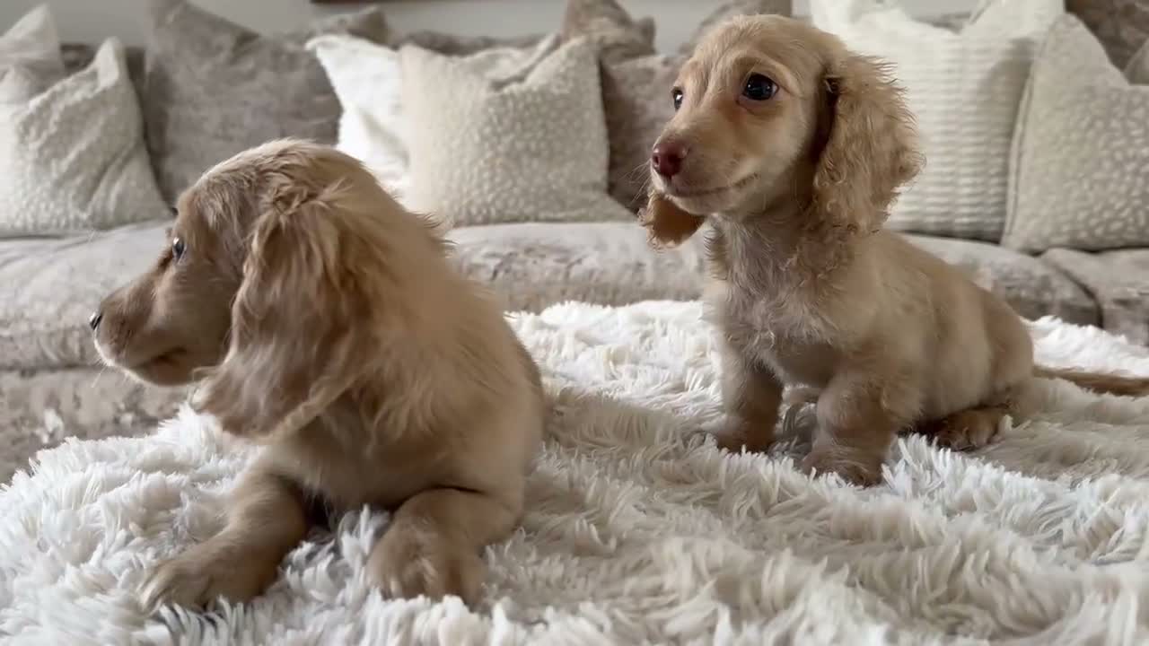 Miniature Dachshund dogs for sale: 👑✨MINI LONG HAIRED CREAMS✨👑 KC ✨ HEALTH TESTED ✨ - Video 2