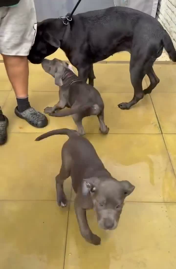 Cane Corso dogs for sale: Cane corso puppies in Mansfield - Video 1
