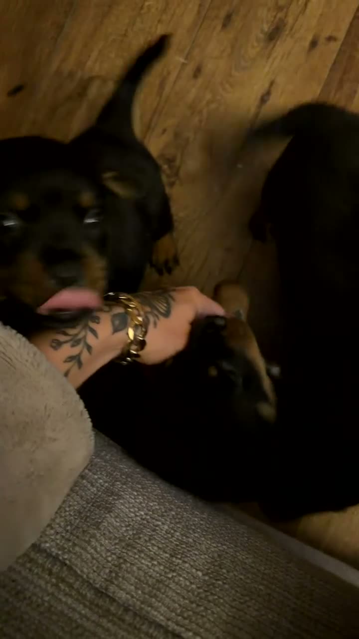 Rottweiler dogs for sale: A litter of 6 healthy Rottweiler puppies  - Video 1