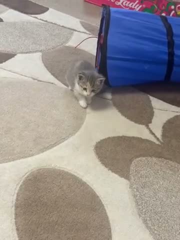Mixed Breed cats for sale: Beautiful female kittens in Ipswich - Video 1