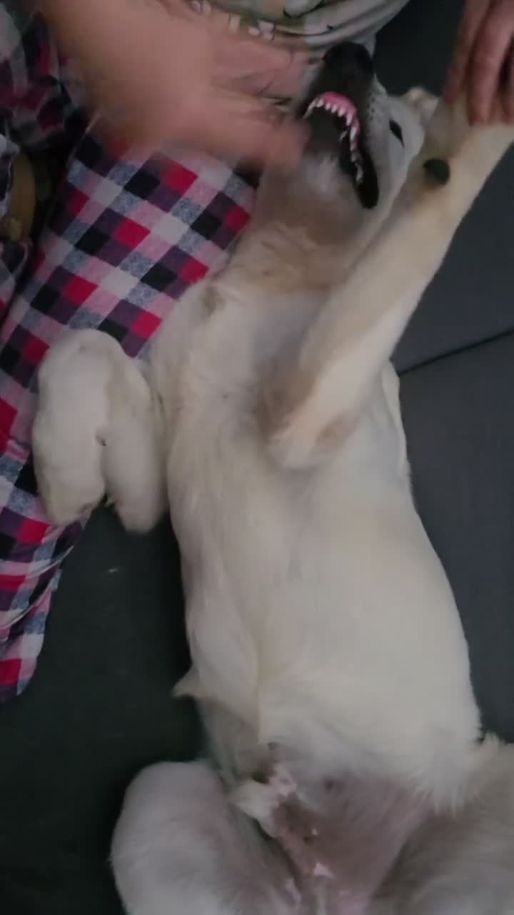Pyrenean Mountain Dog dogs for sale: 🐾LAST AVAILABLE–Stunning Polish Tatra Shepherd 🐾 - Video 1