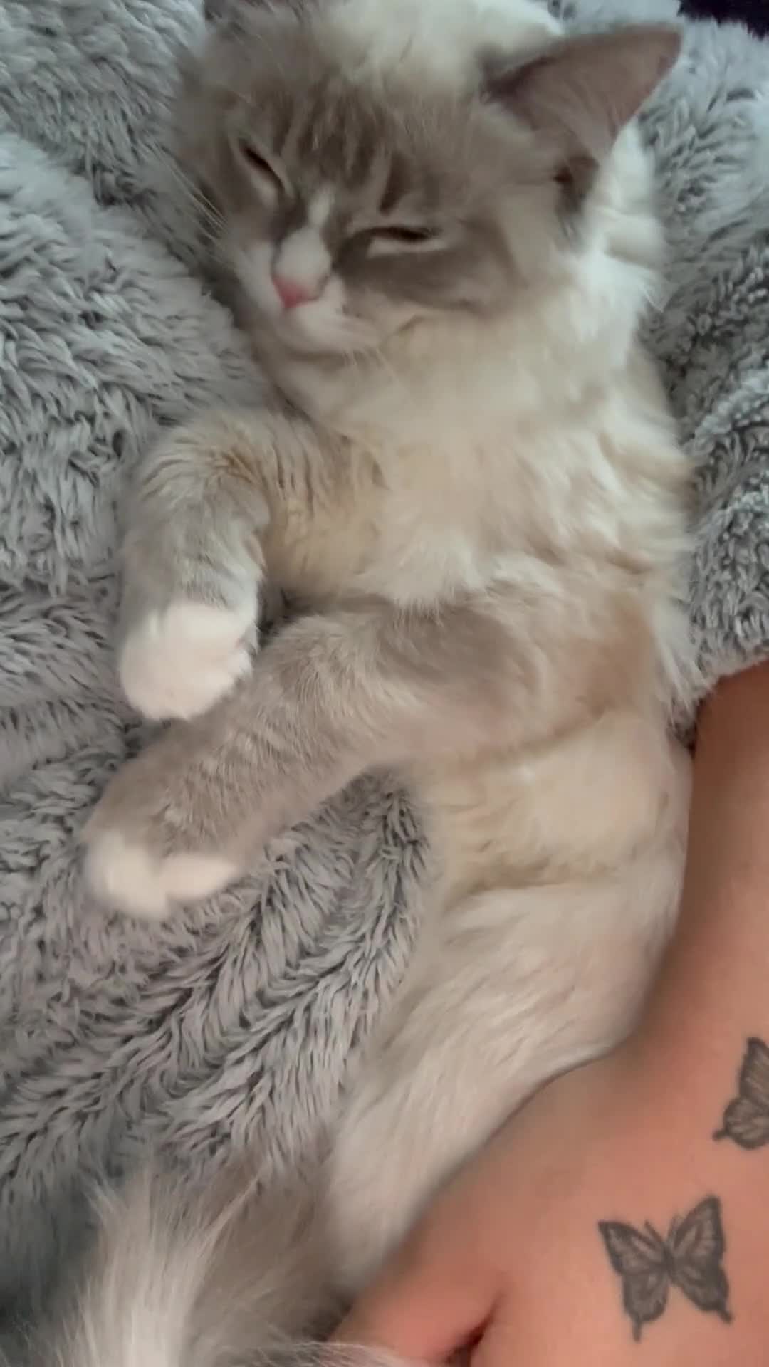 Ragdoll cats for sale: Beautiful 7 month Ragdoll - Video 1