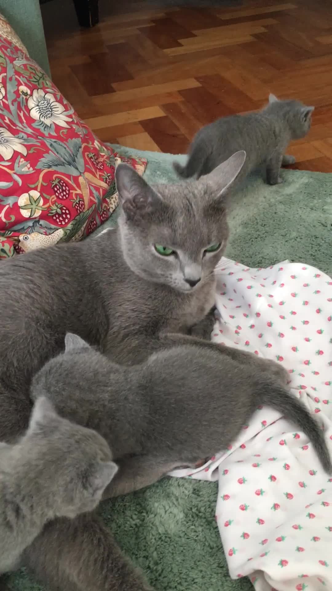 Russian Blue cats for sale: TICA registered Russian Blue kittens - Video 1