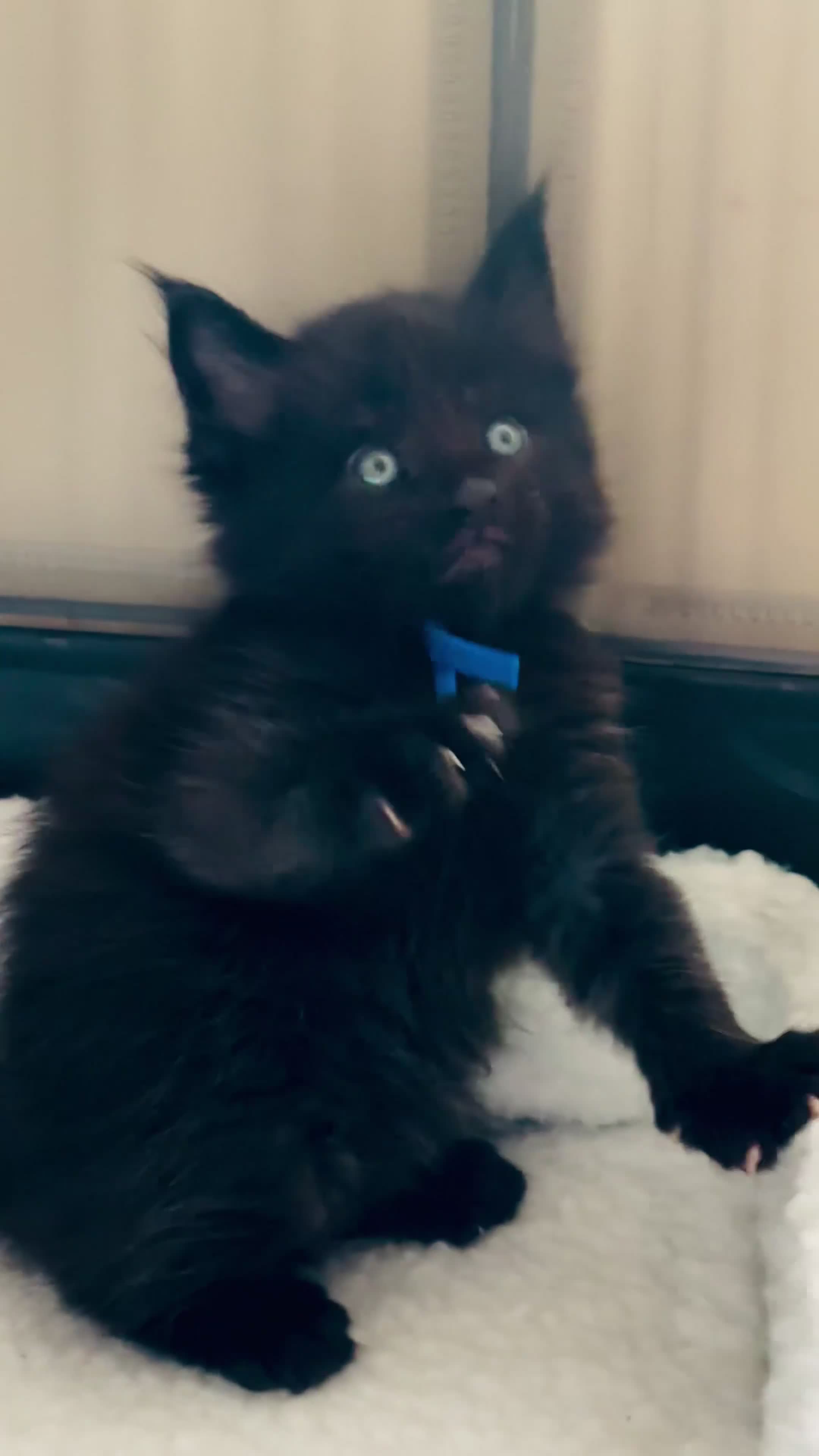 Maine Coon cats for sale: Beautiful Maine Coon Kittens – Raised with Love ❤️ - Video 3