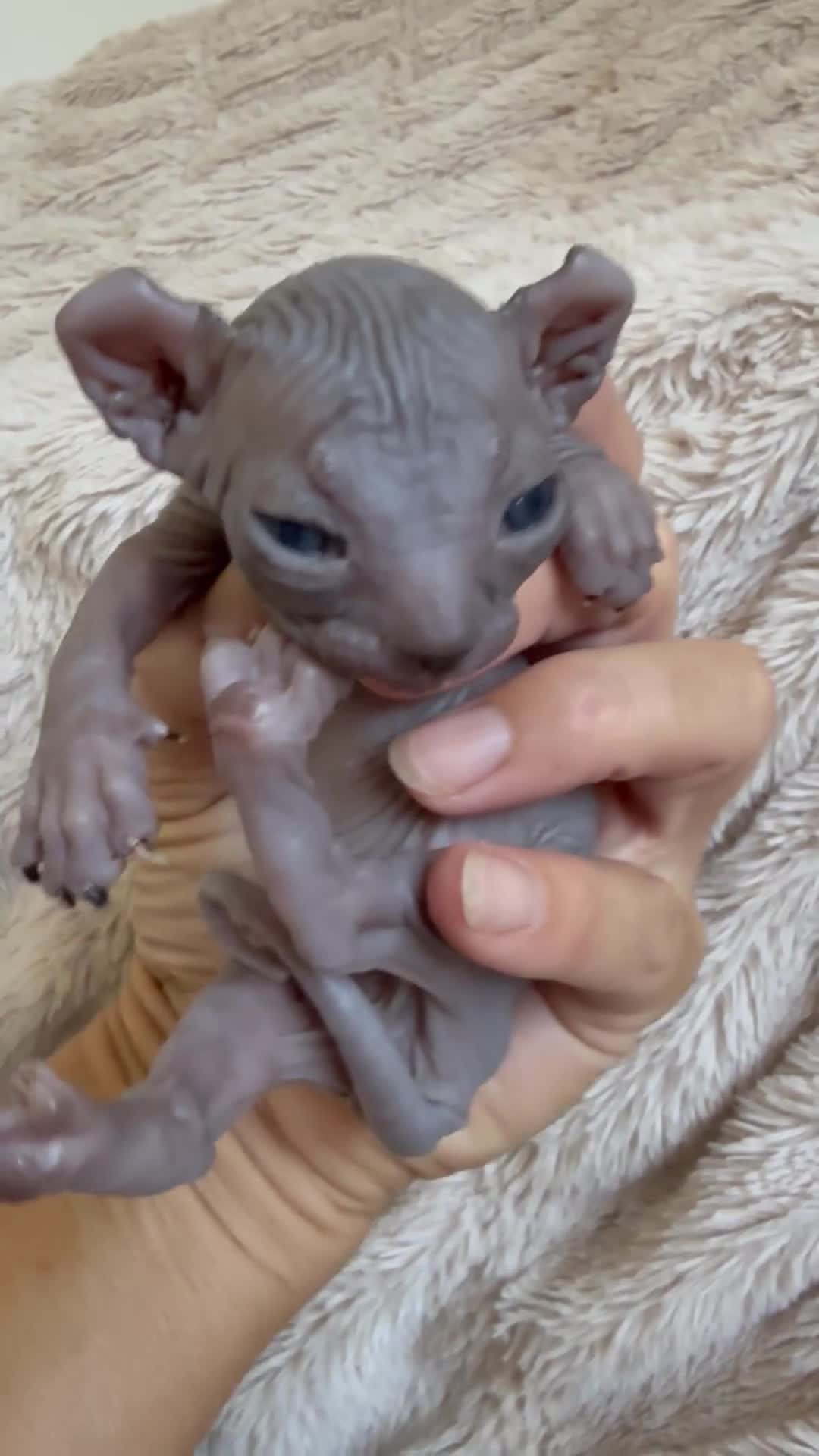 Sphynx cats for sale: Stunning sphinx kittens  - Video 3